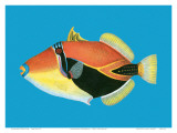 Humuhumu Engraving  Prints by Steve Strickland