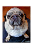 Pug on a Rug Poster von Robert Mcclintock