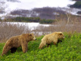 Brown Bear Young Male Follows Female in Mating Season, Kronotsky Zapovednik Reserve, Russia Photographic Print by Igor Shpilenok