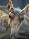 Portrait of a Saiga Male Cherniye Zemly Zapovednik, Russia Photographic Print by Igor Shpilenok