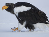 Steller's Sea Eagle Walking over Snow, Kuril Lake, Kamchatka, Far East Russia Photographic Print by Igor Shpilenok