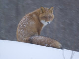 Red Fox Sitting in Snow, Kronotsky Nature Reserve, Kamchatka, Far East Russia Photographic Print by Igor Shpilenok