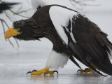 Steller's Sea Eagle Walking over Ice, Kuril Lake, Kamchatka, Far East Russia Photographic Print by Igor Shpilenok