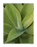 Agave Limited Edition by Pip Bloomfield