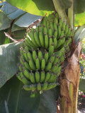 Close-Up of Hands of Green Banana Fruit Growing on Banana Plant Photographic Print by Michelle Garrett