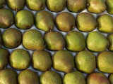 Overhead View of Rows of Pears in Packaging Photographic Print by Michelle Garrett