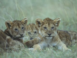 Lion Cubs Rest in Grass, Masai Mara Game Reserve, Kenya Photographic Print by Paul Souders