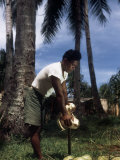 Islander Uses an Upright Stick to Husk a Coconut Photographic Print by W. Robert Moore