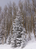Fresh Snow Tops the Trees in Santa Fe National Forest During Winter Photographic Print by Ralph Lee Hopkins