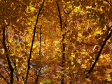 Sugar Maple Leaves Changing Color in the Fall Photographic Print by Tim Laman
