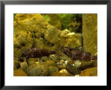 Upside Down Catfish, Central W. Africa, & Congo Basin  Prints by Max Gibbs