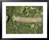 Bobbit Worm, Eunice Species Posters by Max Gibbs