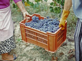 Women Harvesting Grapes in a Vineyard, Barbaresco Docg, Piedmont, Italy Photographic Print