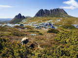 Tasmania, Peaks of Cradle Mountain and Wallaby Running Through Bush on Overland Track, Australia Photographic Print by Christian Kober