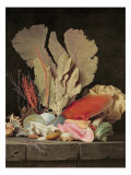 Seaweed, Lithophytes and Seashells Giclée-Druck von Anne Vallayer-coster
