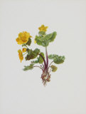 Marsh Marigold Affiches par Moritz Michael Daffinger