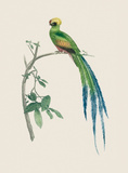 Resplendent Quetzal , Giclee Print