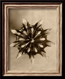 Sepia Botany Study IV Posters par Karl Blossfeldt