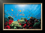 Aquarium  Prints by Federico Busonero
