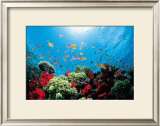 Aquarium  Prints by Federico Busonero