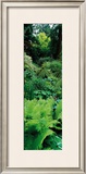 Garden of Eden, Titoki Point Garden, New Zealand  Prints by Alain Le Toquin