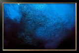 Lumiere d'Ecailles  Print by Federico Busonero