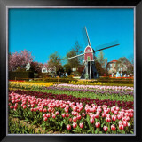Lisse, Holland  Print by Stuart Black
