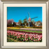 Lisse, Holland  Prints by Stuart Black