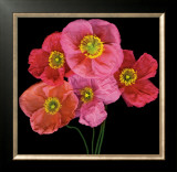Poppies  Prints by Sharon Beals