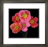 Poppies  Poster by Sharon Beals