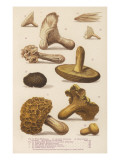 Varieties of Mushroom: All of These are Edible, Giclee Print