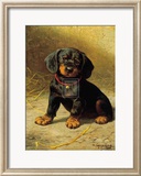 Puppy  Prints by H. Sperling