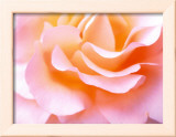 Cœur de rose Posters par J. A. Kraulis