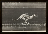 Animals in motion / Dog Gerahmter Druck (limitierte Auflage) von Vladimir Velickovic