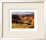 Canyon Mustangs  Prints by John Leone