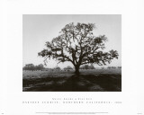 Oak Tree, Sunrise  Poster by Ansel Adams
