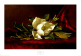The Magnolia Flower Posters by Martin Johnson Heade