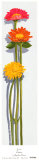 Zinnias Affiches par Jacqueline Penney