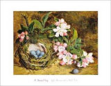 Fleurs de pommier et nid d'oiseau Art par H. Barnard Grey