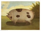 Braunes Schwein Kunstdrucke