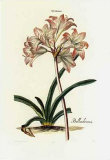 Belladonna Kunstdrucke von Georg Dionysius Ehret