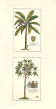 Royal Palm I Poster von Georg Dionysius Ehret