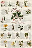 Spices & Culinary Herbs Poster