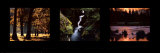 Images from Nature II Posters by William Neill