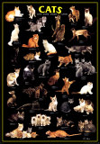Cats Posters