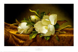 Magnolias on Gold Velvet Cloth Posters by Martin Johnson Heade