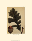 Chêne blanc Affiche par Francois A. Michaux