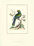 The Black Parrot  Prints by George Edwards