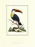The Bill Bird  Prints by George Edwards