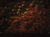 Travaux des Champs Affiches par Yann Arthus-Bertrand